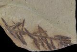 Dawn Redwood (Metasequoia) Fossil - Montana #153719-1